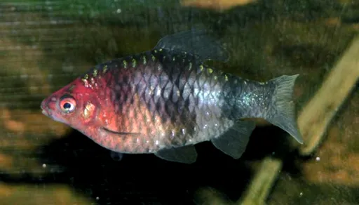 Black ruby barb (Pethia nigrofasciata)