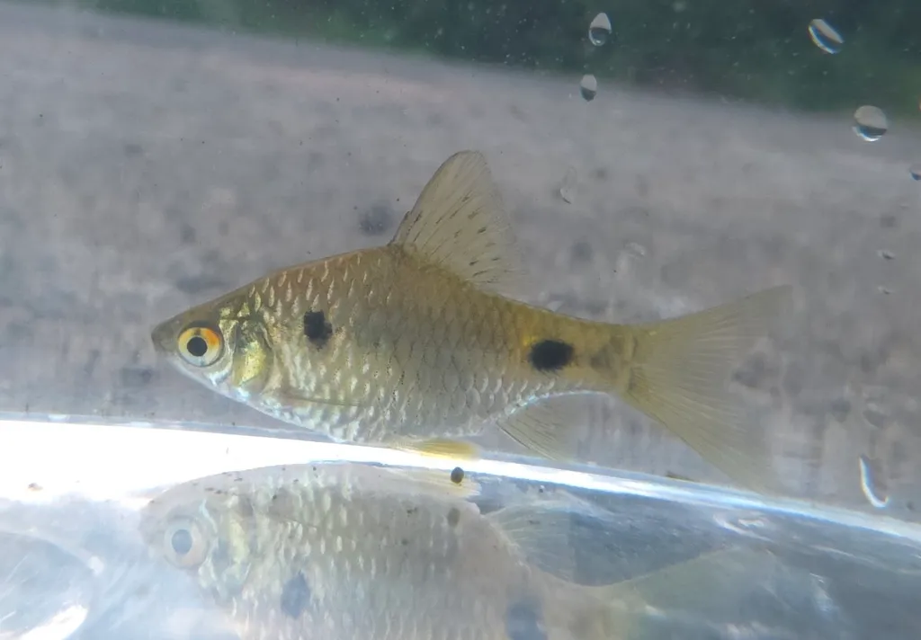 Ticto barb (Pethia ticto)