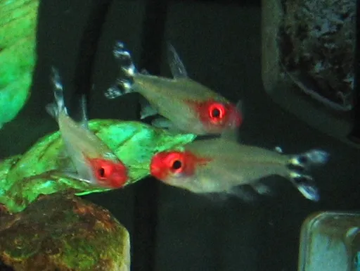 Rummynose tetra (Petitella bleheri)