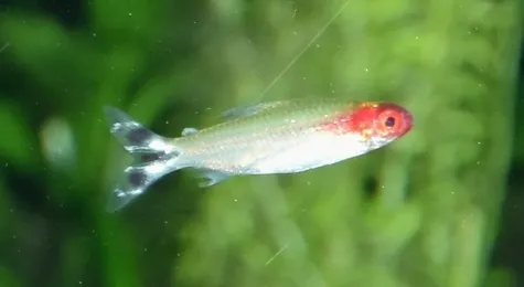False rummynose tetra (Petitella georgiae)