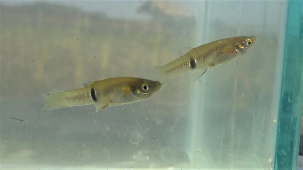 Dusky millions fish (Phalloceros caudimaculatus)