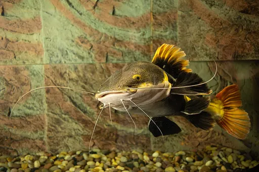 Redtail catfish (Phractocephalus hemioliopterus)