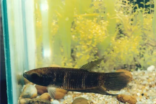 Pi betta (Betta pi)