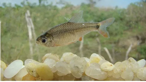 Piaba tetra (Serrapinnus piaba)