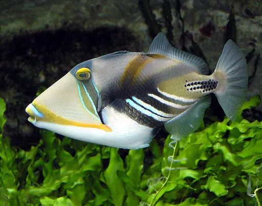 Picasso Triggerfish (Rhinecanthus aculeatus)