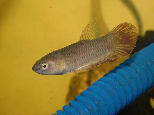 Spotted betta (Betta picta)