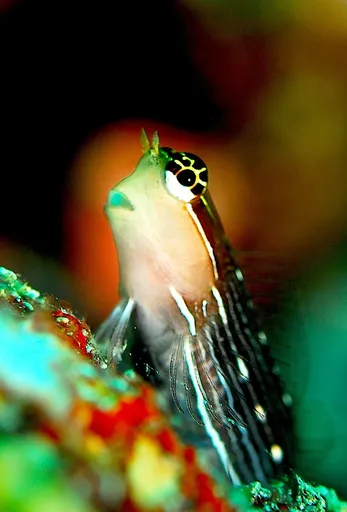 Pictus Blenny (Ecsenius pictus)
