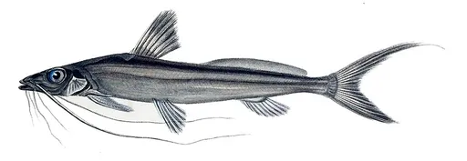 Slender catfish (Pimelodella gracilis)
