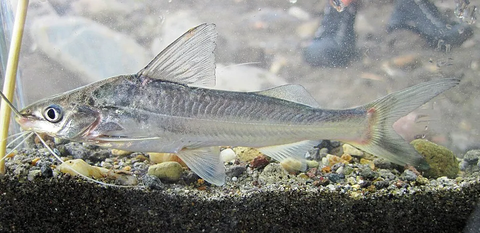 Bloch's catfish (Pimelodus blochii)