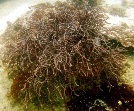 Pink Sea Fan (Hicksonella sp.)