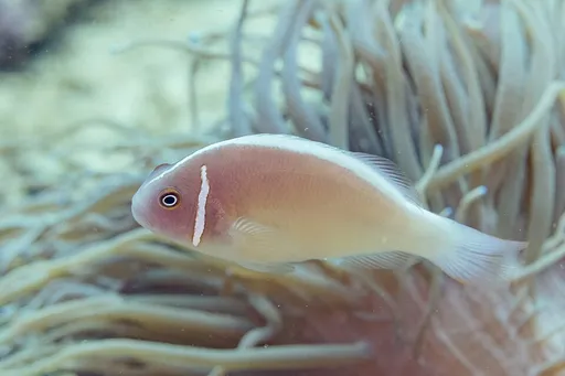 Pink Skunk Clownfish (Amphiprion perideraion)