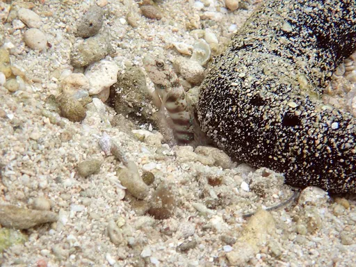 Pink-Spotted Watchman Goby (Cryptocentrus leptocephalus)