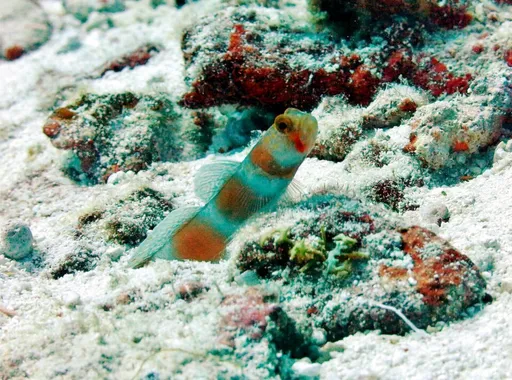 Pinkbar Goby (Amblyeleotris aurora)