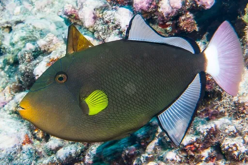 Pinktail Triggerfish (Melichthys vidua)