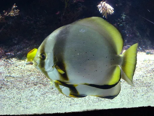 Pinnatus batfish (Platax pinnatus)