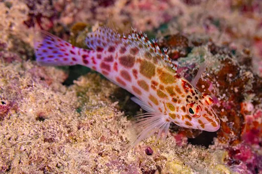 Pixy Hawkfish (Cirrhitichthys oxycephalus)