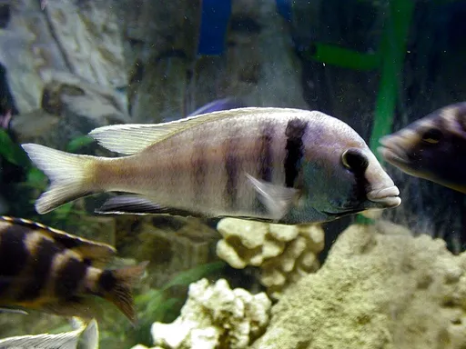 Deepwater hap (Placidochromis electra)