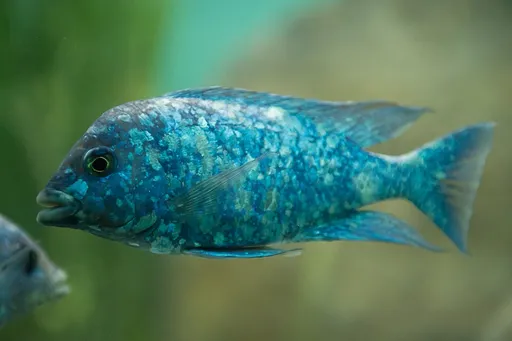 Star sapphire cichlid (Placidochromis phenochilus)