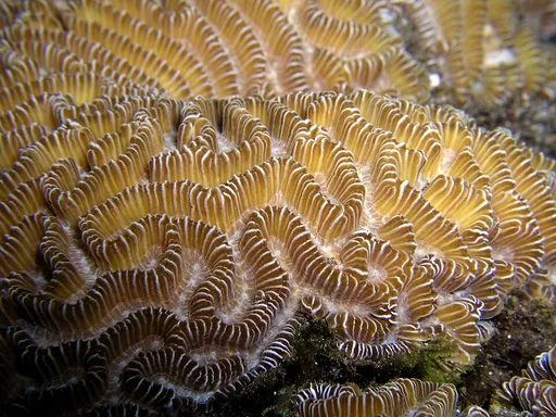 Maze Brain Coral (Platygyra)