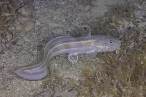 Striped eel catfish (Plotosus lineatus)