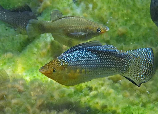 Giant sailfin molly (Poecilia velifera)