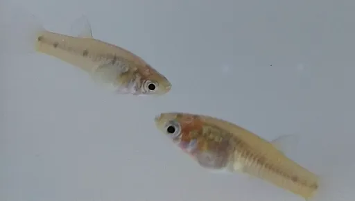 Porthole livebearer (Poeciliopsis gracilis)