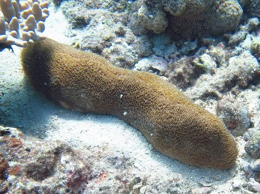 Slipper Coral (Polyphyllia talpina)