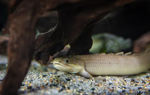 Senegal bichir (Polypterus senegalus)