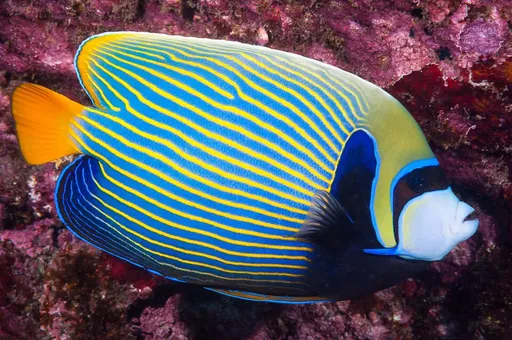 Emperor Angelfish (Pomacanthus imperator)