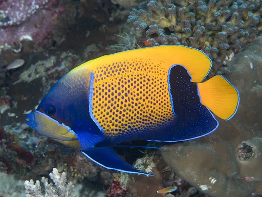 Majestic Angelfish (Pomacanthus navarchus)