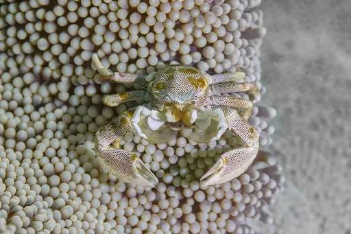 Porcelain Anemone Crab (Neopetrolisthes maculatus)