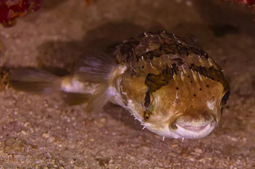 Porcupine Puffer (Diodon holocanthus)