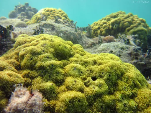 Porites (Porites)