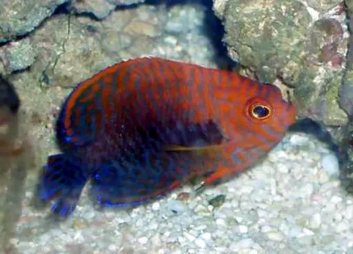 Potter's Angelfish (Centropyge potteri)