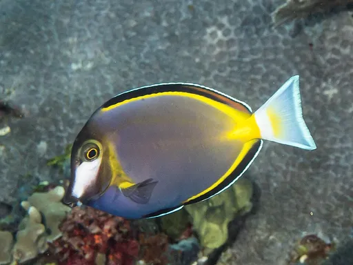Powder Brown Tang (Acanthurus japonicus)