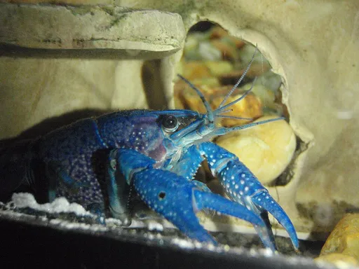 Electric blue crayfish (Procambarus alleni)