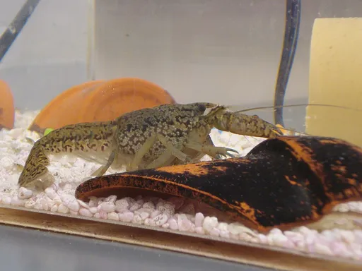 Marbled crayfish (Procambarus virginalis)
