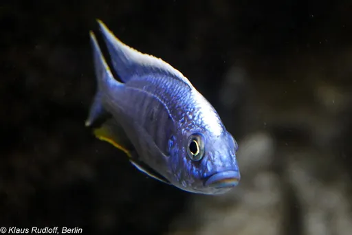 Fenestratus hap (Protomelas fenestratus)