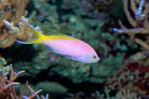 Bartlett's Anthias (Pseudanthias bartlettorum)
