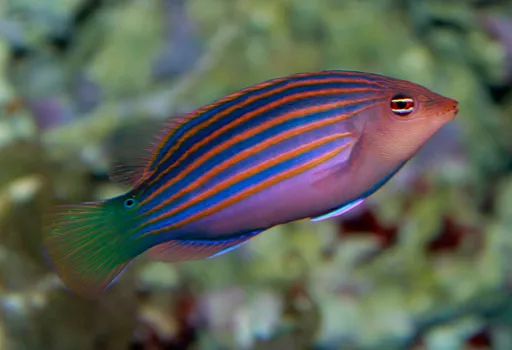 Six-line wrasse (Pseudocheilinus hexataenia)