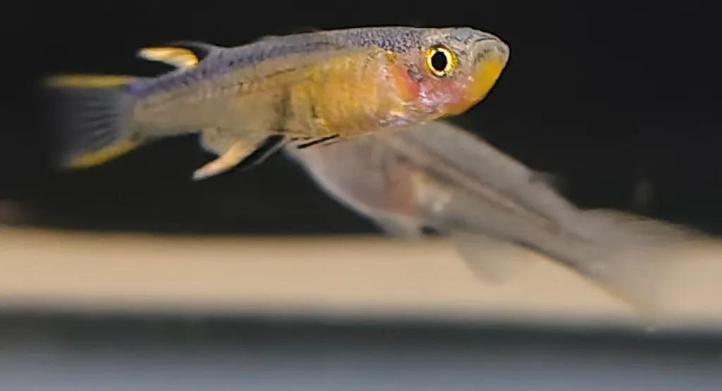 Pacific blue-eye (neon) (Pseudomugil cyanodorsalis)