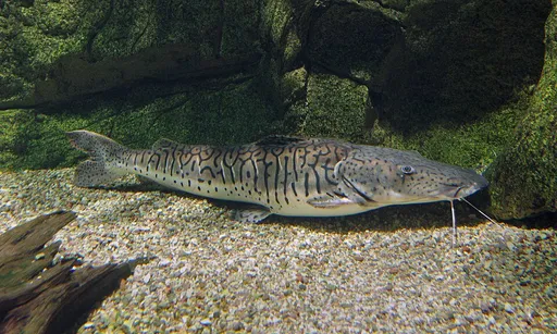 Tiger shovelnose catfish (Pseudoplatystoma fasciatum)