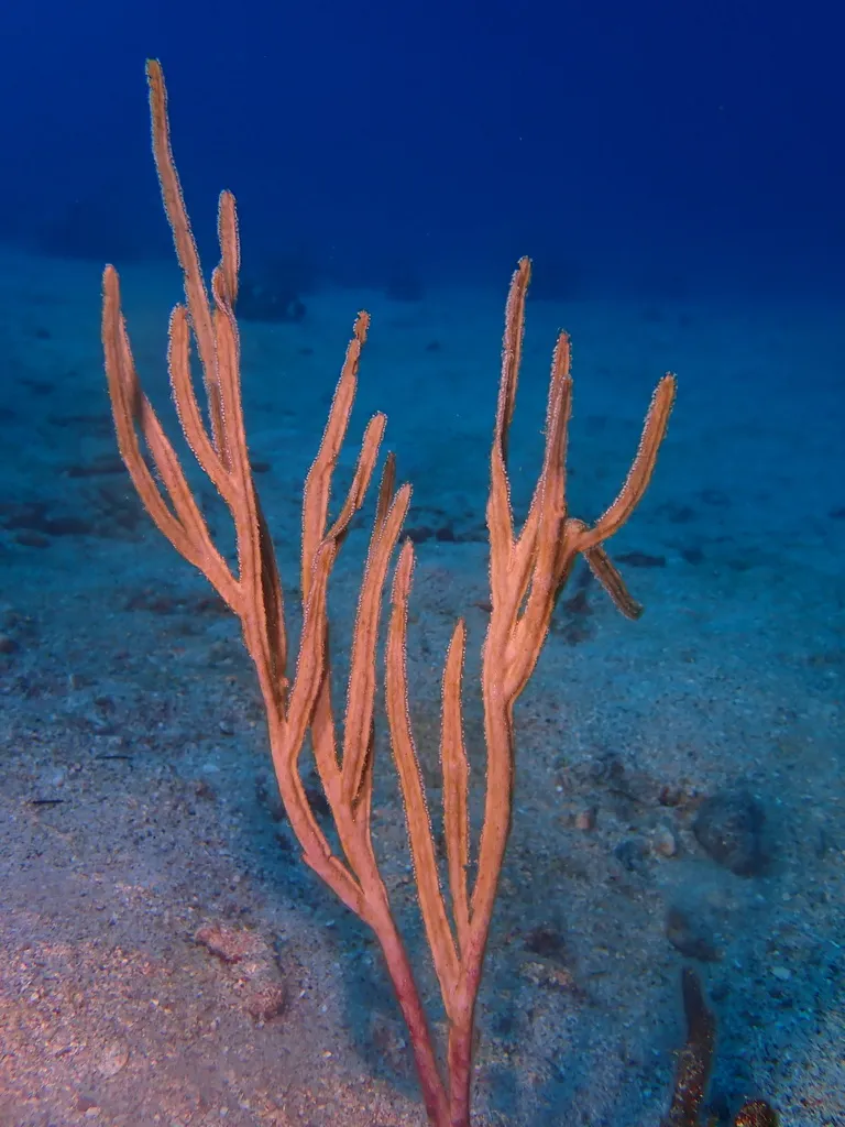 Purple Sea Blade (Pterogorgia anceps)