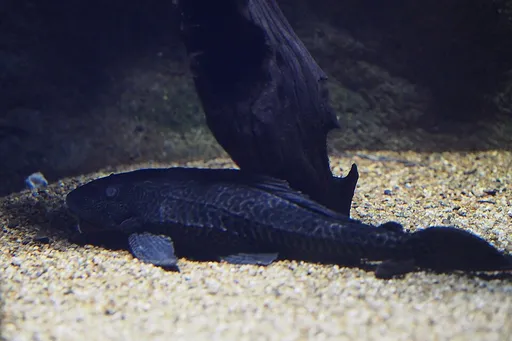 Sailfin pleco (Pterygoplichthys disjunctivus)