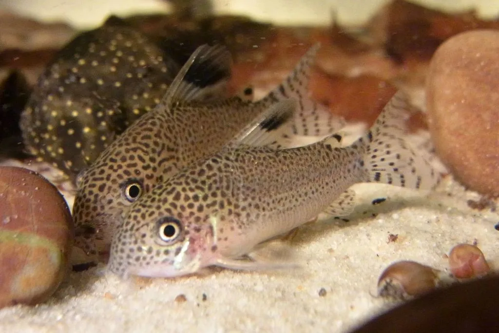 Punctatus cory (Corydoras punctatus)