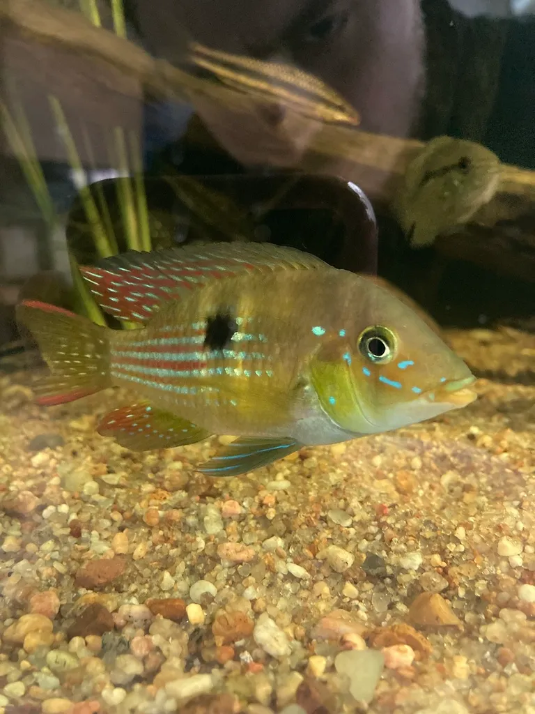 Purple earth eartheater (Gymnogeophagus terrapurpura)