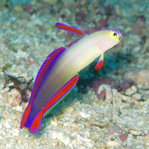 Purple Firefish (Nemateleotris decora)
