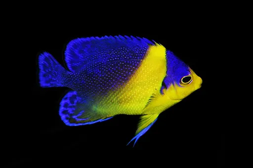 Purple Masked Angelfish (Centropyge venusta)