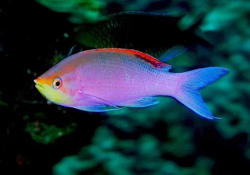 Purple Queen Anthias (Pseudanthias tuka)