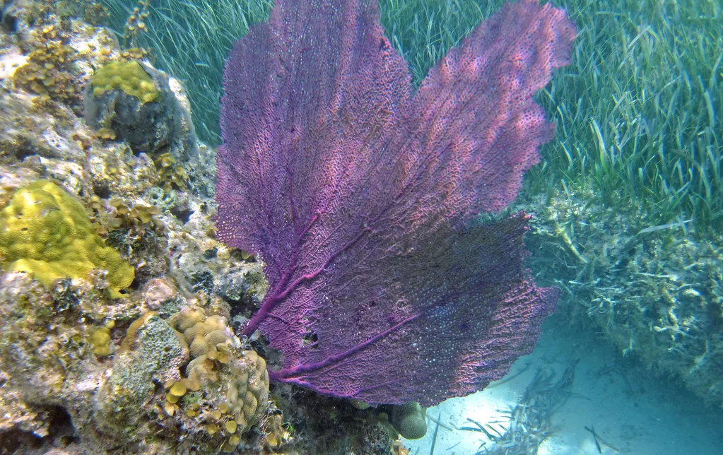 Purple sea fan (Gorgonia ventalina)